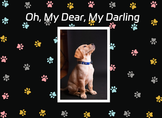 How to custom your own pet blanket for dogs and cats?